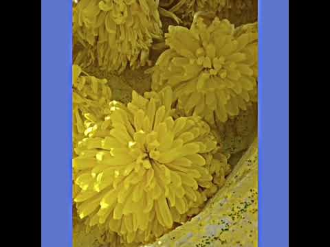 Fondos de pantalla ( florales ) 💕👌