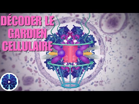 Complexe de pores nucléaires : structure, biomécanique et maladie