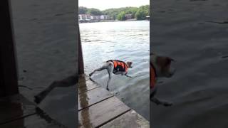 Dog Hesitates to Jump Into Lake