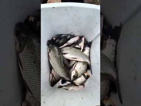 Pesca de Bocachico y Palometas, Caña, Anzuelo y masa de chontaduro, Leticia Amazonas Colombia