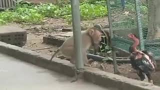 Download lagu Pertarungan sengit antara Monyet VS Ayam mp3 Download lagu Pertarungan sengit antara Monyet VS Ayam mp3