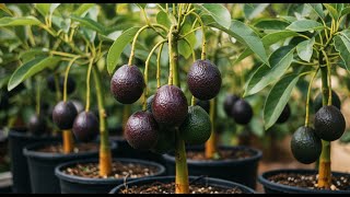 The Amazing Of Growing Avocado Fruit , how to grow Avocado Fruit in Home