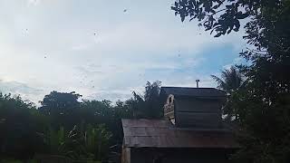 Download lagu SP KOLONI SENJA RESPON MANTAP TERBUKTI SEDOT ANAKAN WALET mp3