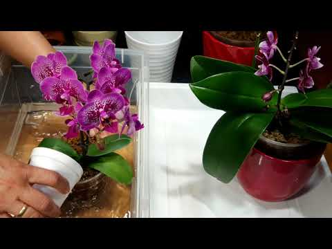 , title : '호접란 (서양란) 물주기와 건강하게 키우는 꿀팁 (Watering  Phalaenopsis Orchids - Tips for a healthy Orchid)'
