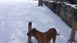 Snow Day 2014 with LaLa Deaton, Matt Scullion &amp; The Bob