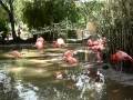Flamingo Fight