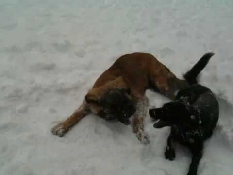 Arzu and Louie rolling in snow