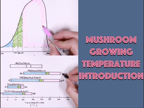 Everything MonoTub - The Basics of Temperature For Grain Spawn and Fruiting Mushrooms