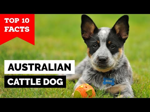 , title : 'Australian Cattle Dog - Top 10 Facts'