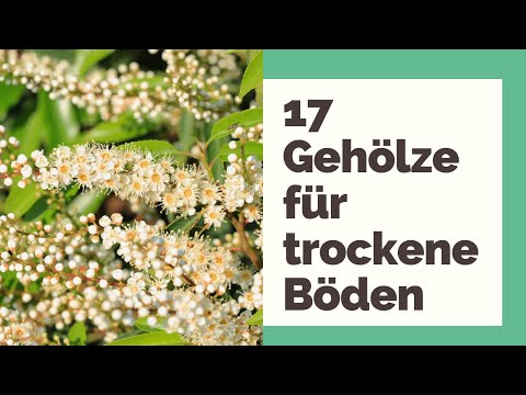 , title : '17 Gehölze für trockene Böden'