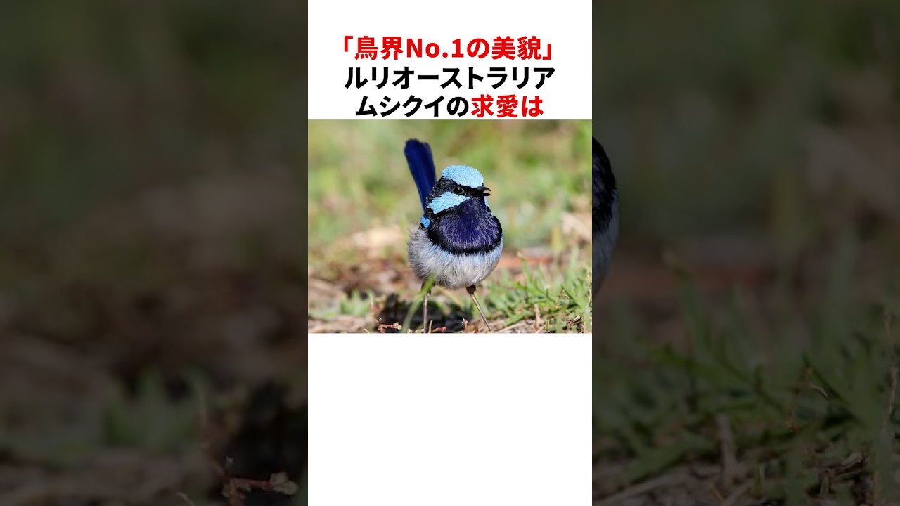 「鳥界No.1の美貌」ルリオーストラリアムシクイの雑学 #shorts