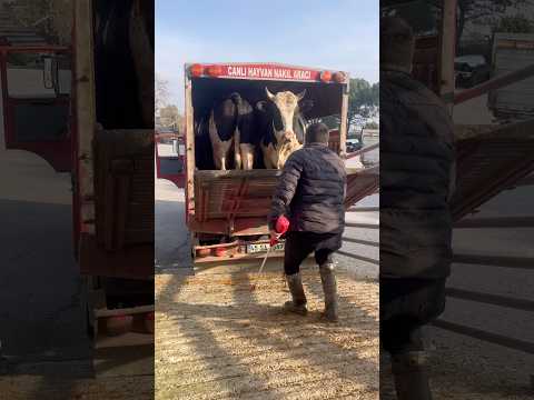 KAMYON KAPAĞI AÇILINCA İÇİNDEN İNEKLER ÇIKIYOR