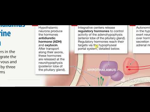 Hypothalamus Pituitary integration 2