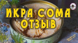Икра сома съедобна или нет и как ее готовить