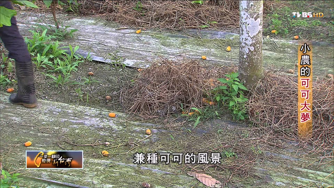 【一步一腳印】小農的可可大夢