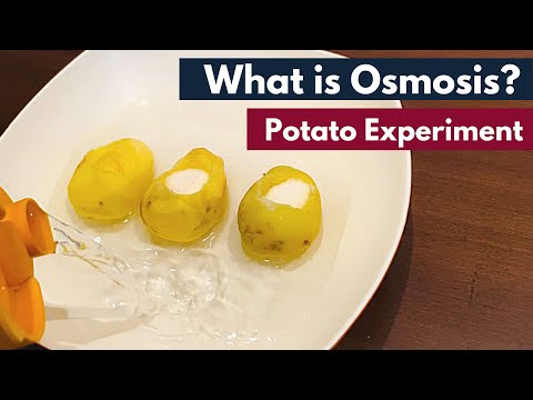 Osmosis: What is Osmosis? | Definition | Osmosis using Potato | Biology