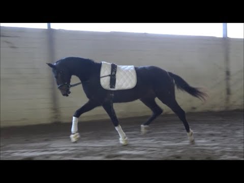 *2016 Stute von Le Vivaldi - Sorento