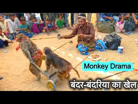 बंदर बंदरिया के गजब के कारनामे: मदारी का खेल|Comedy Drama show of Indian Funny Monkey
