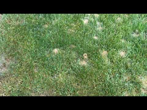 Large Community of Digger Bees Throughout...