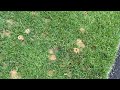 Large Community of Digger Bees Throughout the Lawn in Belford, NJ