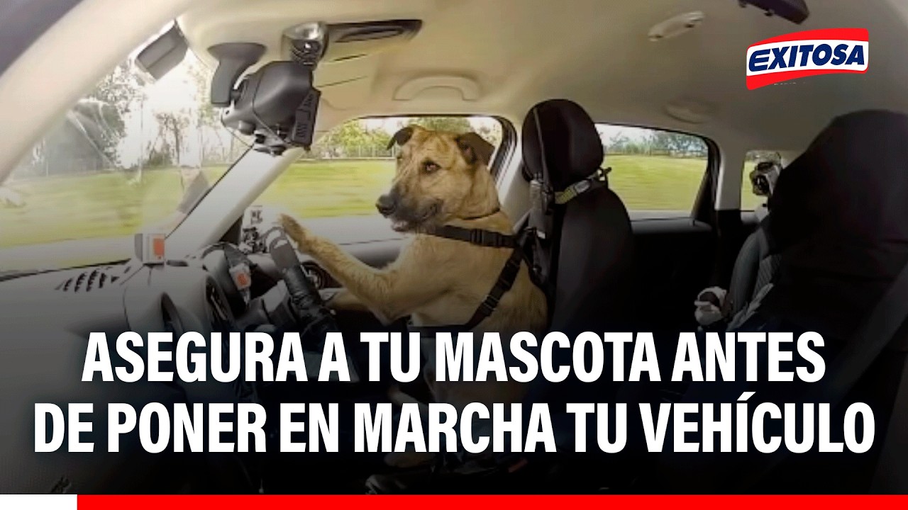 🔴🔵 ¡Atención, conductor! Asegura a tu mascota antes de poner en marcha tu vehículo