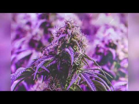 (Guitar) Gunna x Lil Baby x Money Man Type Beat - “Exotic” (Prod. Merkabah 13)