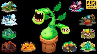 Cover art for Potbelly