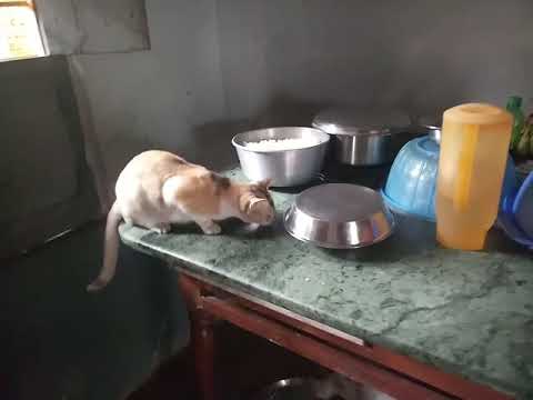 My cat is stealing fish from table.