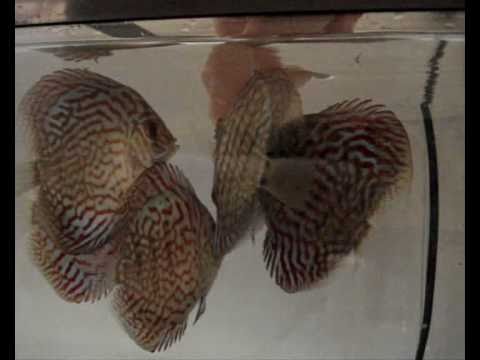 Discus fish update 09.07.10 - Tank upgrade + Hand feeding + Pictures!