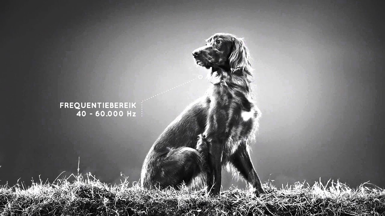 Veterinary HPM voeding voor uw hond