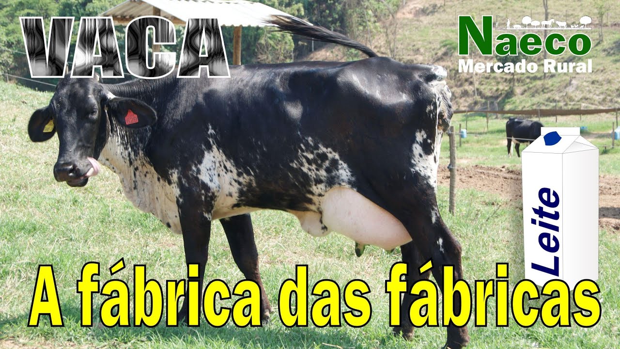 VACA