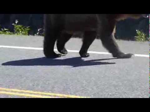 Bears crossing the road after salmon meal