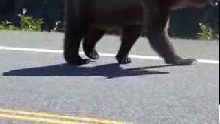 Bears crossing the road after salmon meal