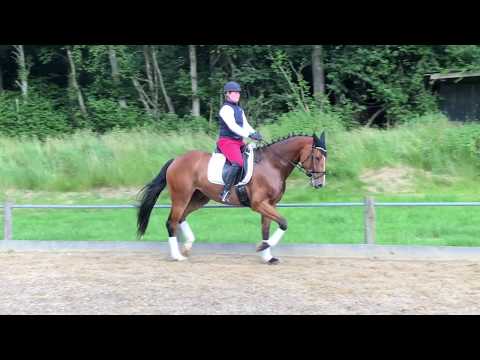 Verkaufspferd "Lord Henry" (4-jährig) von Lissaro x Rubinstein