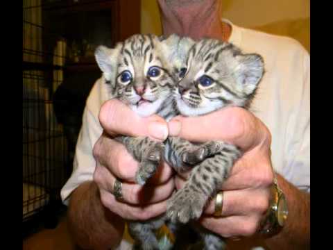 Cattery Ohio