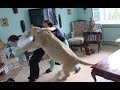 Lion attacks man at home 