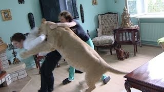Lion attacks man at home