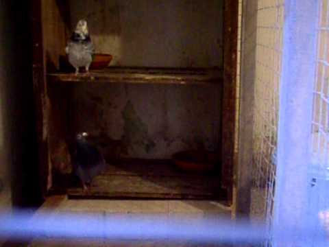 Janssen x Louis Van Loon