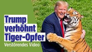 TRUMP UND DER TIGER: US-Präsident teilt verstörendes Video nach tödlicher Attacke