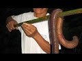 Biggest Earthworms in the World