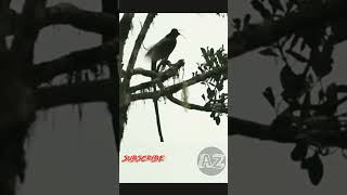 Download lagu Suara nya seperti tembakan,Burung Cendrawasih paruh bengkok #shorts mp3