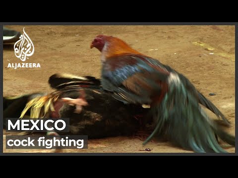, title : 'Al Jazeera gains rare access to Mexico cockfighting event'