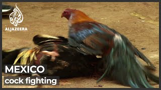 Download lagu Al Jazeera gains rare access to Mexico cockfighting event mp3