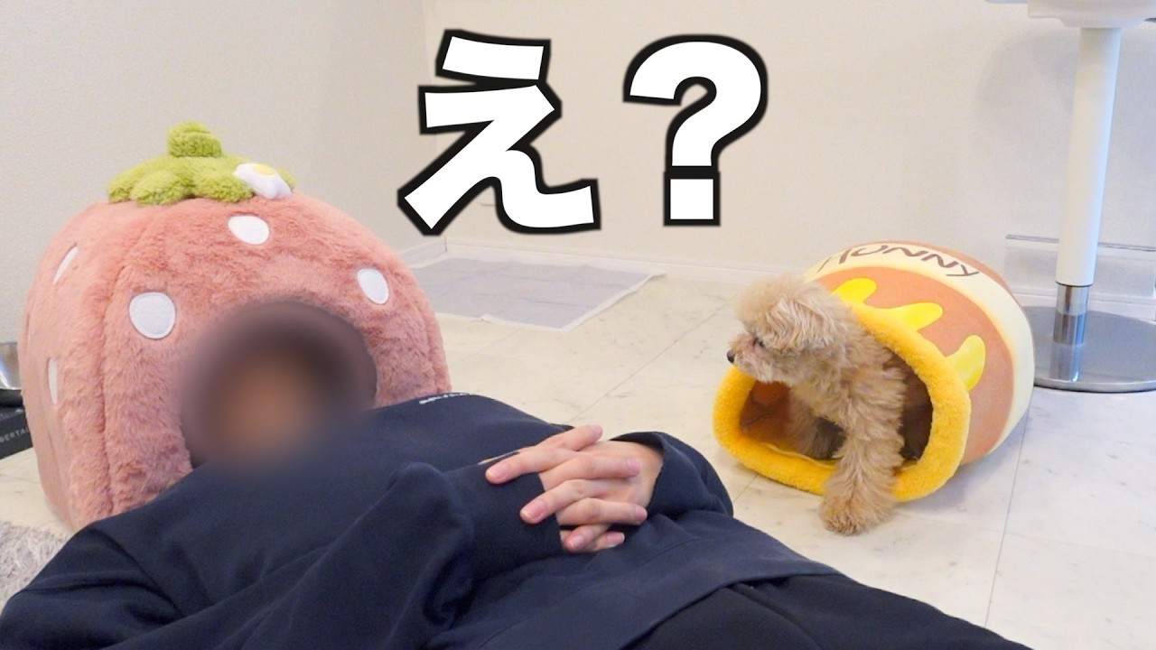 新しいハウスに入ったら様子がおかしくなったトイプードル