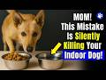If You’re an Indoor Dog Owner, THESE Mistakes Could Be Deadly ( Vets Warn ) DEFAULT Thumbnail