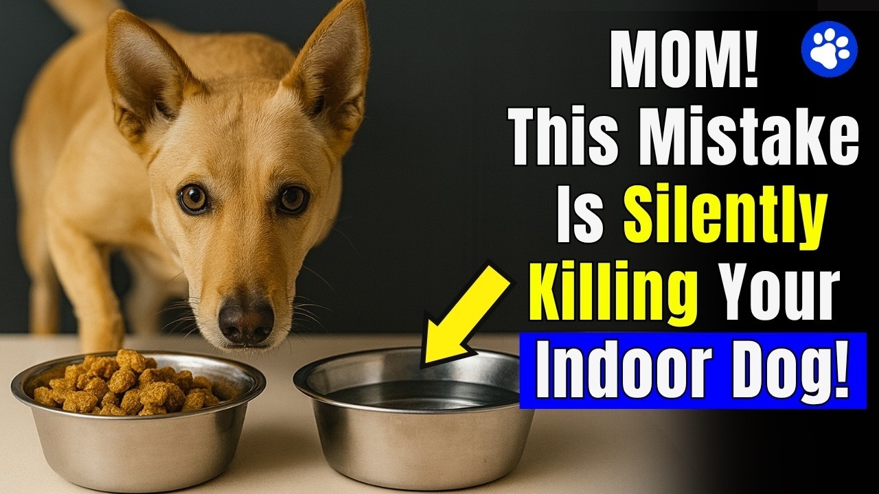 If You’re an Indoor Dog Owner, THESE Mistakes Could Be Deadly ( Vets Warn )