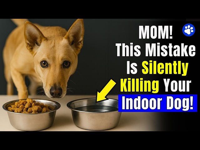 If You’re an Indoor Dog Owner, THESE Mistakes Could Be Deadly ( Vets Warn ) SDDEFAULT Thumbnail