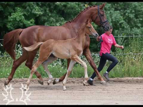 Kat. Nr. 2 Colt by His Moment x Zauberfürst