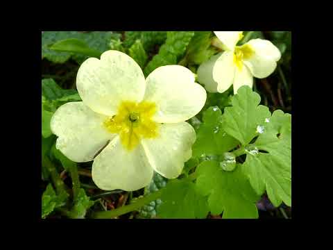 Nasir Moinuddin and Aminuddin Dagar Miya Ka Malhar