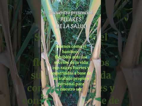 Construye tus Pilares de la Salud #energia #salud #amor #alimentacionintuitiva #alimentossanos